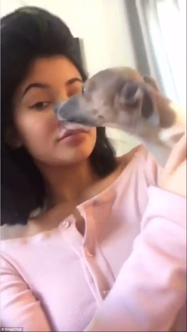 kylie jenner could face investigation of animal cruelty daily